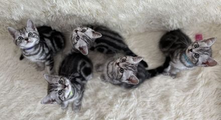 BKH Kitten vom Champion Kater Black Silver Tabby Classic mit Stammbaum Whiskas