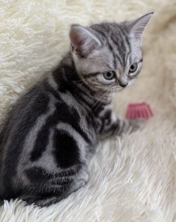 BKH Kitten vom Champion Kater Black Silver Tabby Classic mit Stammbaum Whiskas