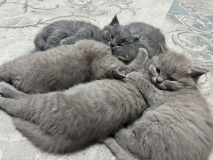 Reinrassige BKH Kitten