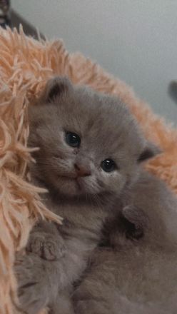 Reinrassige BKH Kitten