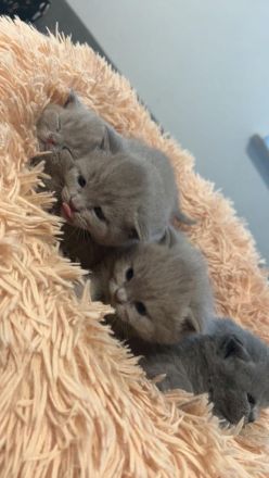 Reinrassige BKH Kitten