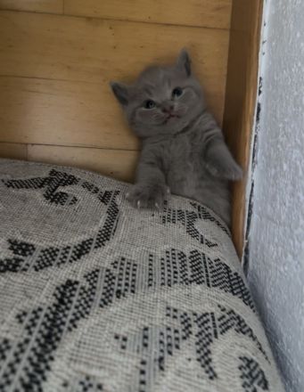 Reinrassige BKH Kitten