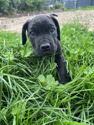Cane Corso Welpen