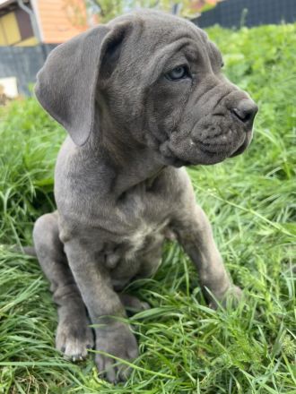 Cane Corso Welpen