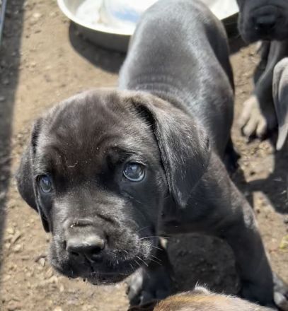 Cane Corso Welpen
