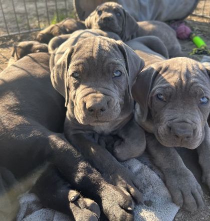 Cane Corso Welpen