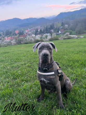 Cane Corso Welpen