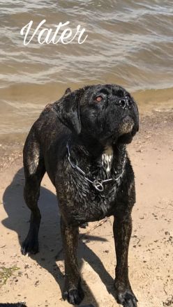 Cane Corso Welpen