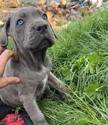 Cane Corso Welpen