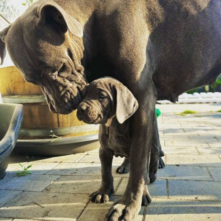 Cane Corso Welpen