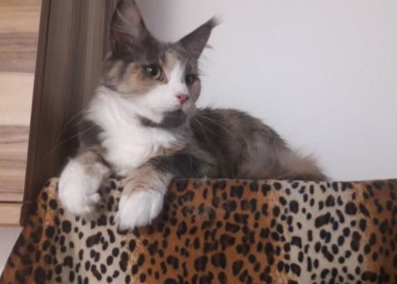 Reinrassige Main Coon Mädchen mit Stammbaum!