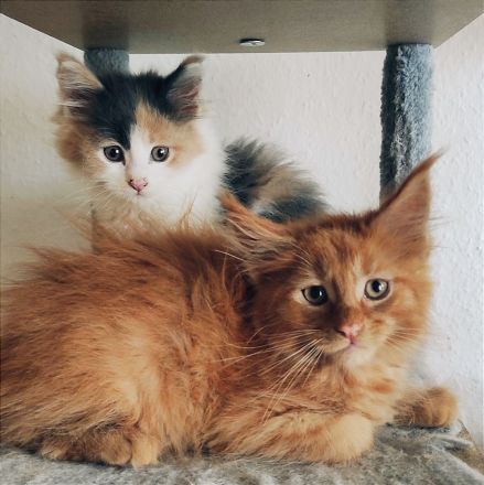 Reinrassige Main Coon Mädchen mit Stammbaum!