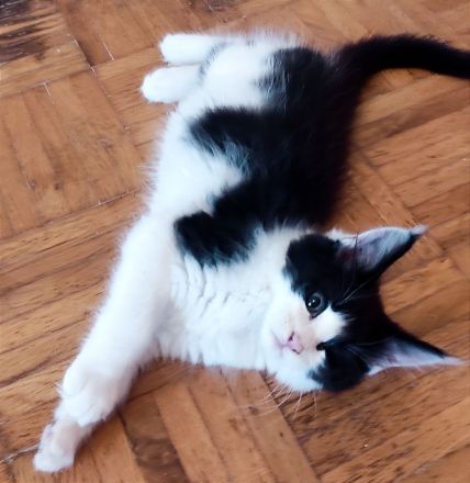 Reinrassige Main Coon Mädchen mit Stammbaum!