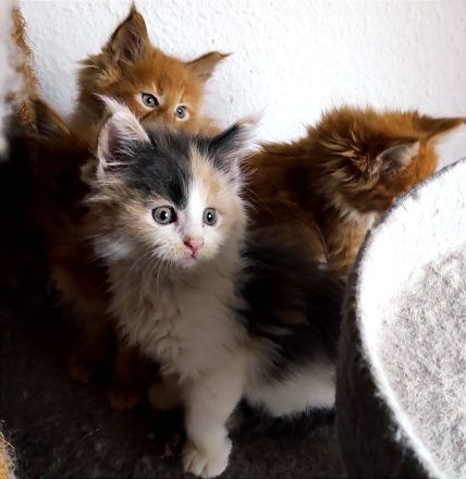 Reinrassige Main Coon Mädchen mit Stammbaum!