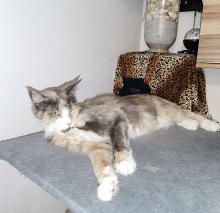 Reinrassige Main Coon Mädchen mit Stammbaum!