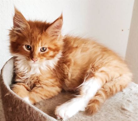Reinrassige Main Coon Mädchen mit Stammbaum!