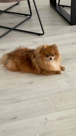 Pomeranian Welpe