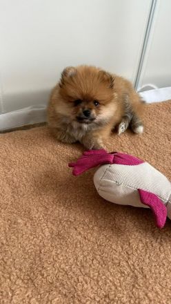 Pomeranian Welpe