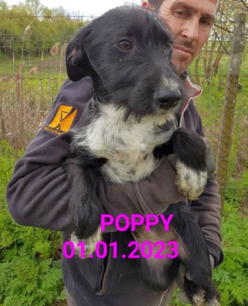 liebes Welpenmädchen Poppy im rumänischen Tierheim, hofft auf tierliebe Adoption in Deutschland