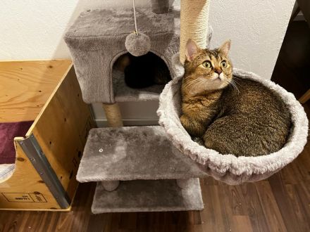 BHK Kitten reinrassig 10 Wochen alt