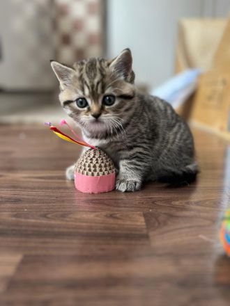 BHK Kitten reinrassig 10 Wochen alt