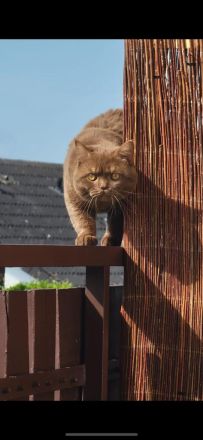 BHK Kitten reinrassig 10 Wochen alt