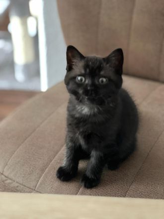 BHK Kitten reinrassig 10 Wochen alt