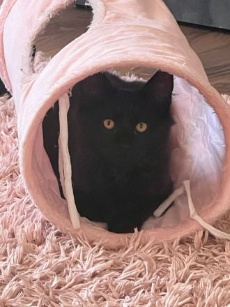 Maine coon kitten Geschwister