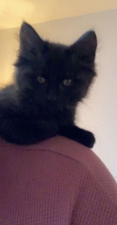 Maine coon kitten Geschwister