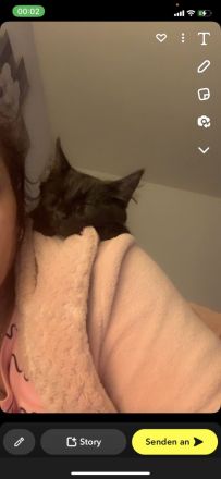 Maine coon kitten Geschwister