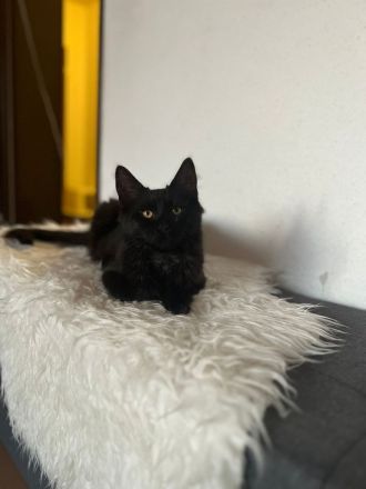 Maine coon kitten Geschwister