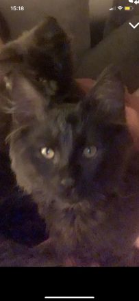 Maine coon kitten Geschwister