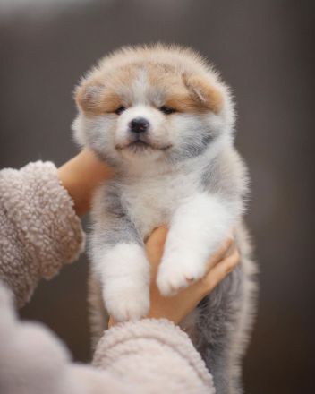 Akita Inu Welpen stehen zur Verfügung