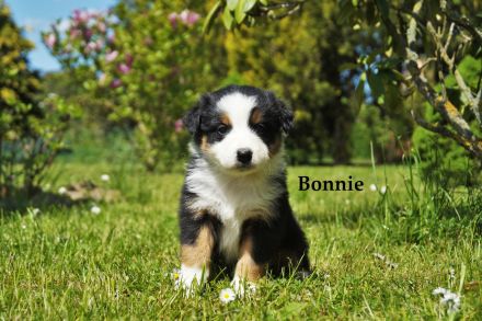 Bildhübsche Australian Shepherd Welpen abzugeben