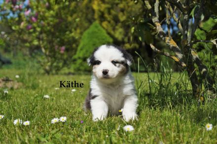 Bildhübsche Australian Shepherd Welpen abzugeben