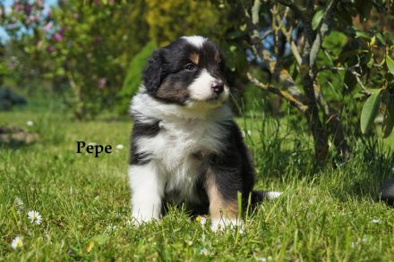 Bildhübsche Australian Shepherd Welpen abzugeben