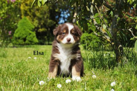 Bildhübsche Australian Shepherd Welpen abzugeben