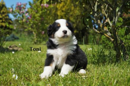 Bildhübsche Australian Shepherd Welpen abzugeben