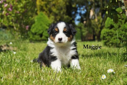 Bildhübsche Australian Shepherd Welpen abzugeben