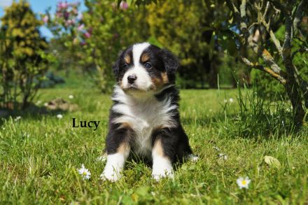 Bildhübsche Australian Shepherd Welpen abzugeben