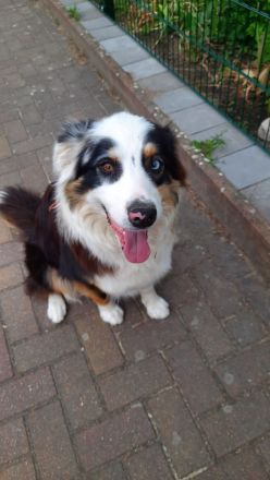 Bildhübsche Australian Shepherd Welpen abzugeben