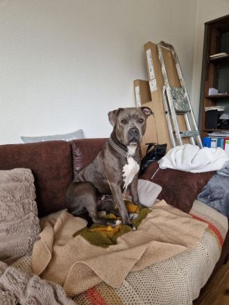 Cookie sucht ein neues Heim