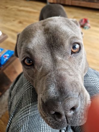 Cookie sucht ein neues Heim