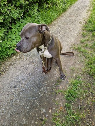 Cookie sucht ein neues Heim