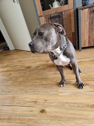 Cookie sucht ein neues Heim