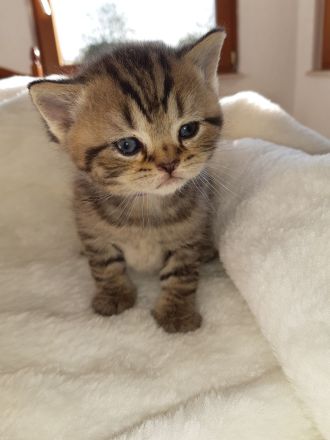 3 BKH silver- und golden Tabby Kitten