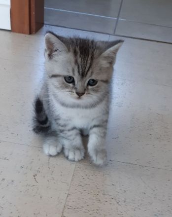 3 BKH silver- und golden Tabby Kitten