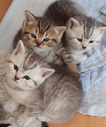 3 BKH silver- und golden Tabby Kitten