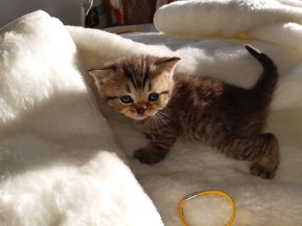3 BKH silver- und golden Tabby Kitten