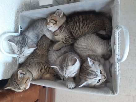 3 BKH silver- und golden Tabby Kitten